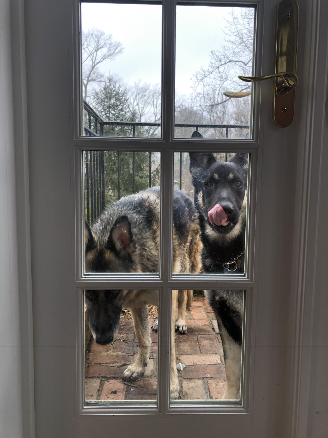 Joe Biden's German shepherds